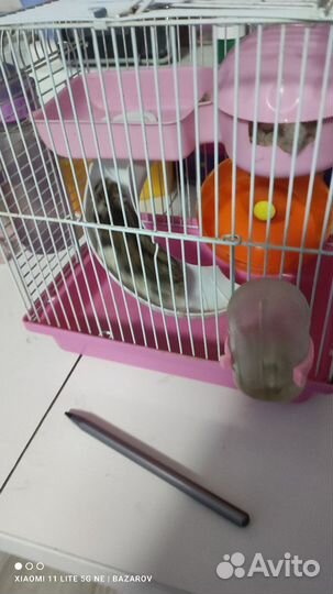 Хомяк с клеткой