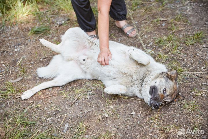 Отличный пес Тамерлан ищет дом
