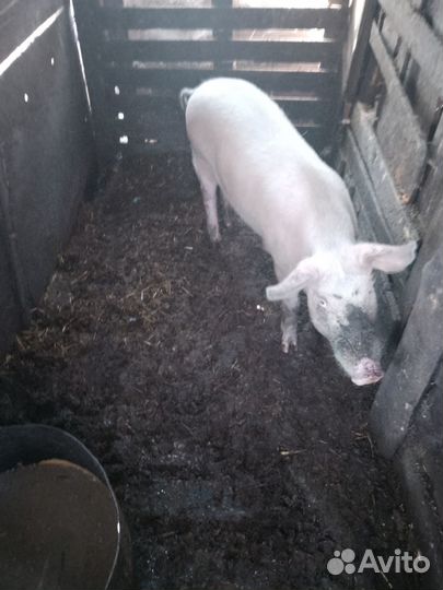 Поросята породы ландрас, на доращивание