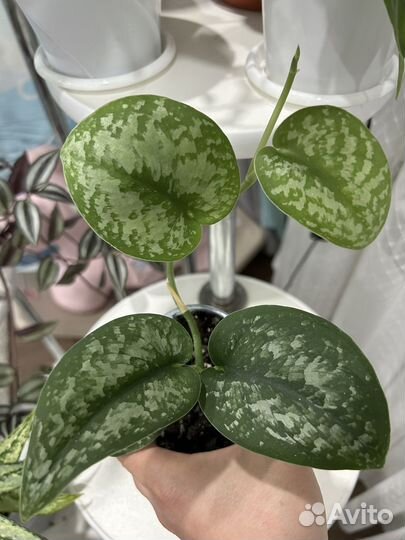 Комнатные растения цветы