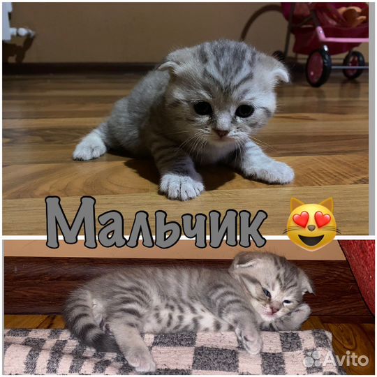 Шотландские вислоухие котята
