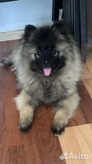 Вольфшпиц кеесхонд-внуки чемпиона Америки