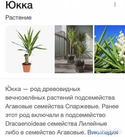 Пальма юкка