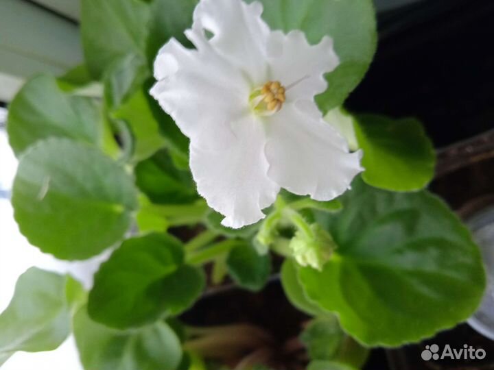 Продам цветы