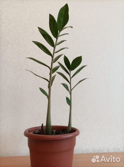 Комнатные домашние растения