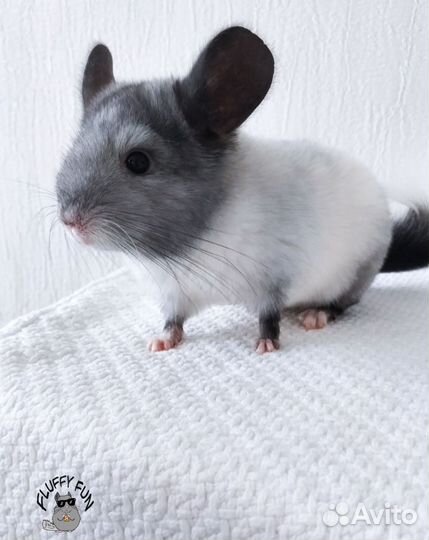Шиншилла мальчик по имени Лот