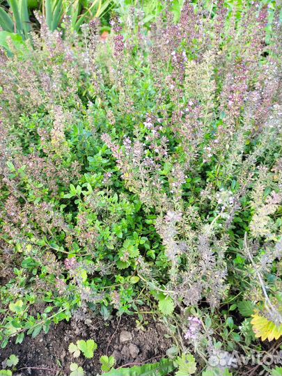 Почвопокровники