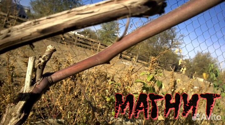 Саженец Винограда - Магнит