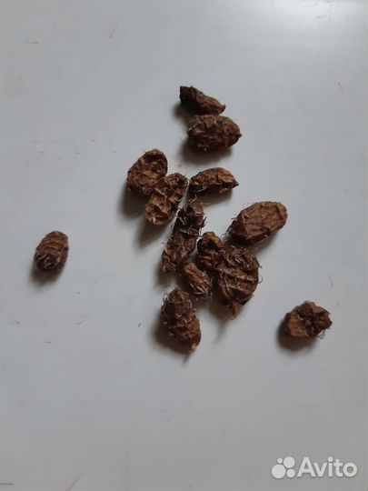 Чуфа- земляной миндаль