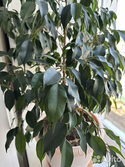 Фикус бенджамина