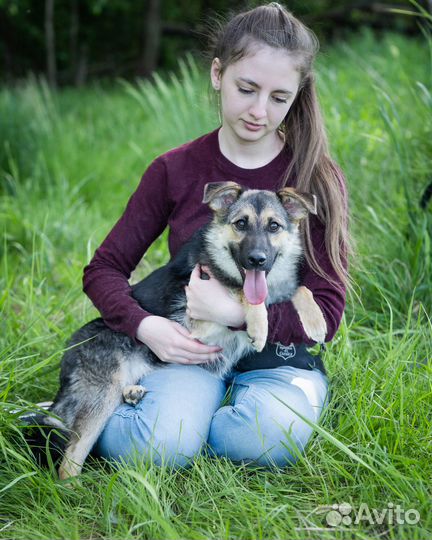 Небольшая собачка в дар