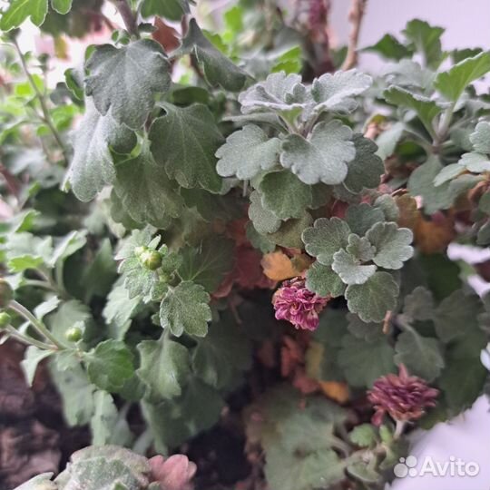 Гибискус, хризантемы,алоэ,орхидея,герань