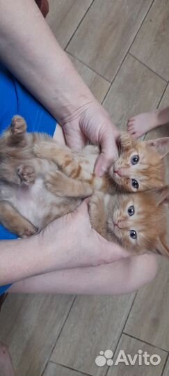Котята помесь с британцем