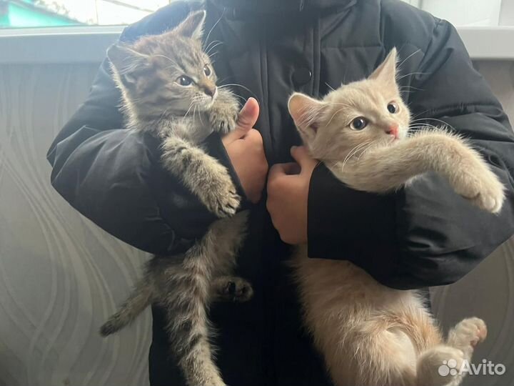 Котята в добрые руки