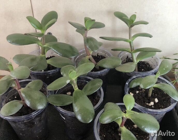 Крассула толстянка