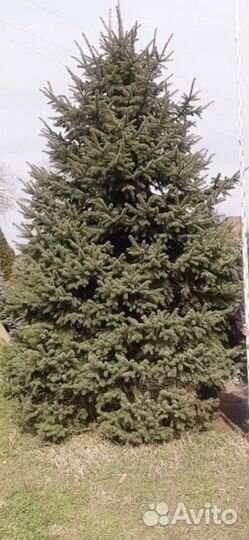 Крупномеры Туи, Ели, Сосны, Пихты