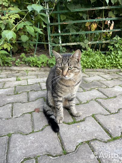 Добродушный ласковый кот