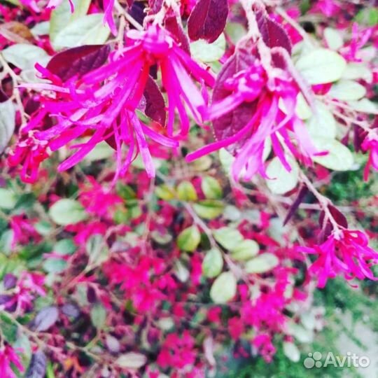 Взрослые цветущие магнолия,гардения,вейгела и др