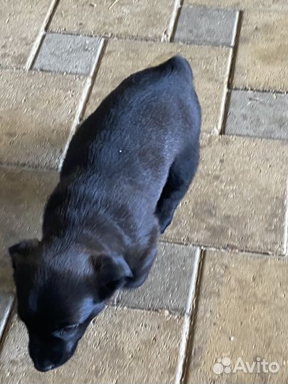 Двор терьер