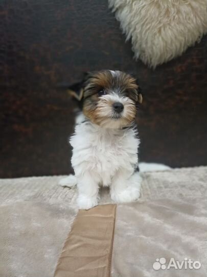 Щенки бивер йорка