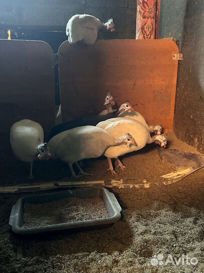 Инкубационное яйцо цесарки, индийский бегунок