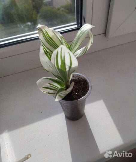 Традесканция альбифлора