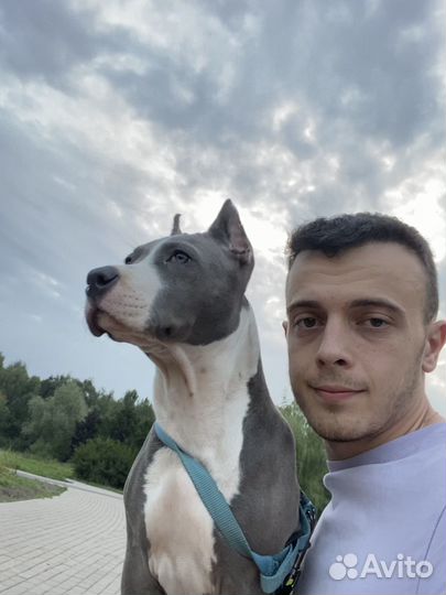 Выгул собак Москва