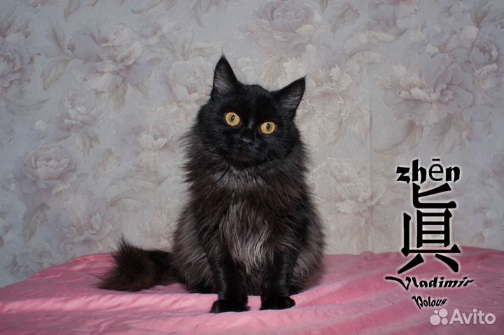 Кот подросток