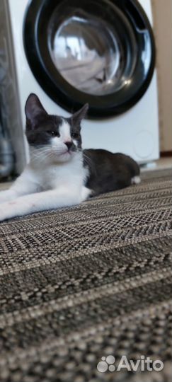 Котик бесплатно