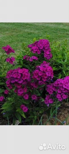 Многолетники,цена разная