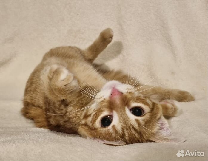Котик 4.5 мес