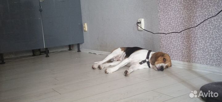 Эстонская гончая