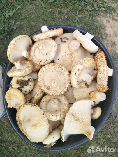 Грибы грузди свежие