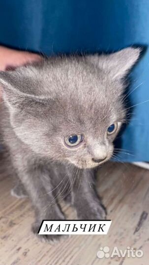 Британские котята смешаные с песпородным