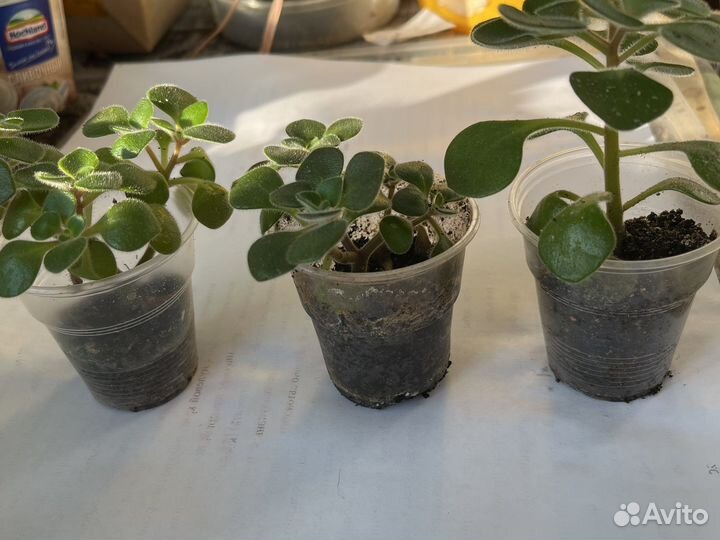 Аихризон, мирт, аглаонема, цветы- талисманы