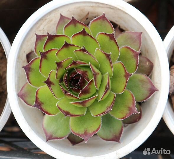 Молодило - каменная роза, суккулент