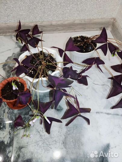 Кислица,оксалис