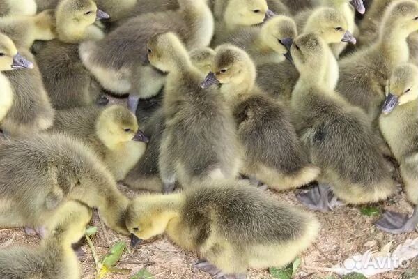 Куры бройлеры