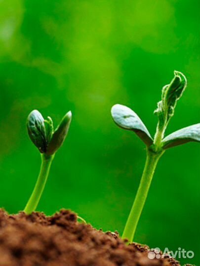 Грунт растительный