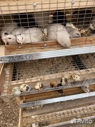 Клетки для перепелов