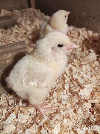 Цыплята бройлеры кобб 500