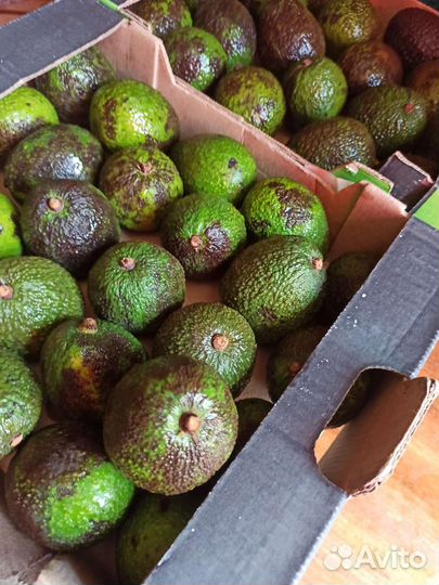 Авокадо