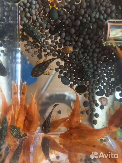 Анциструс (подростки)