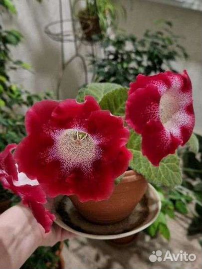 Глоксиния клубни молодые