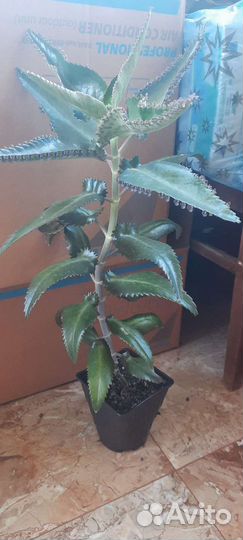 Каланхоэ лечебное