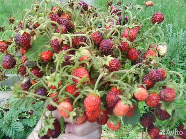 Земклуника Пенелопа