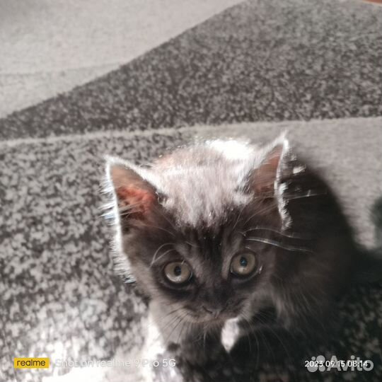 Котенок