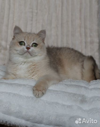 Британская голубая золотая