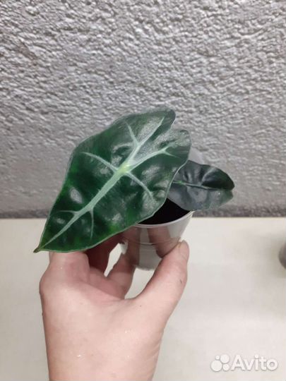 Алоказии Сильвер дракон, кукулата и Полли