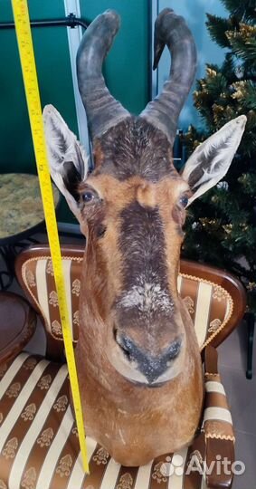 Чучело Бубал Лихтенштейна